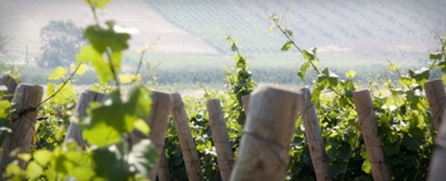 Il vino biologico e naturale. A partire dal terreno e dalle viti.